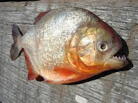 Piranha (पिरान्हा)