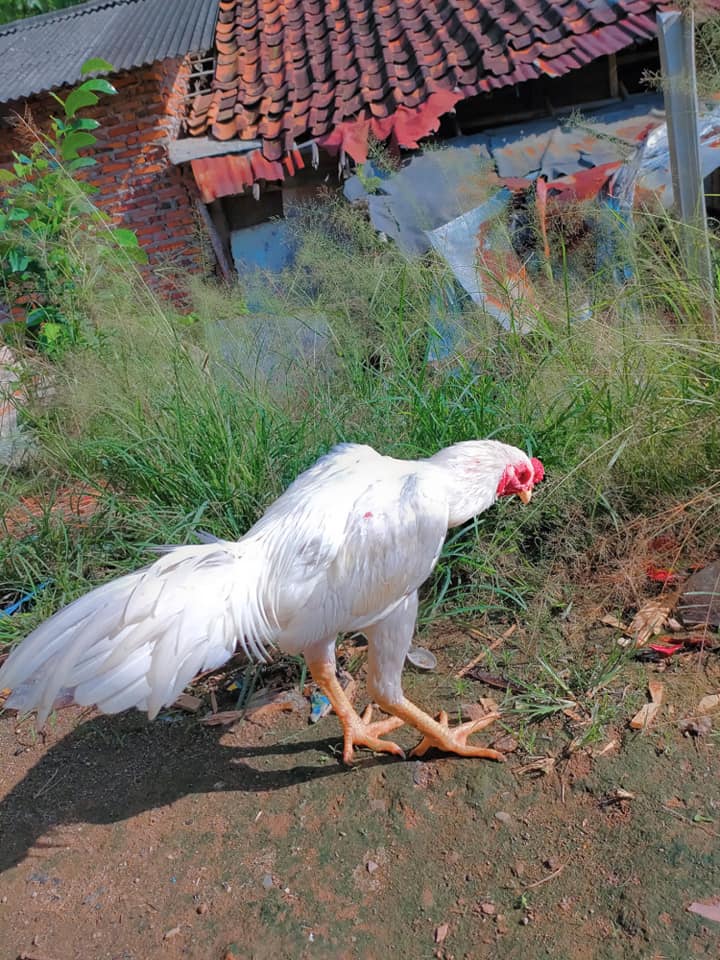 ayam bangkok putih