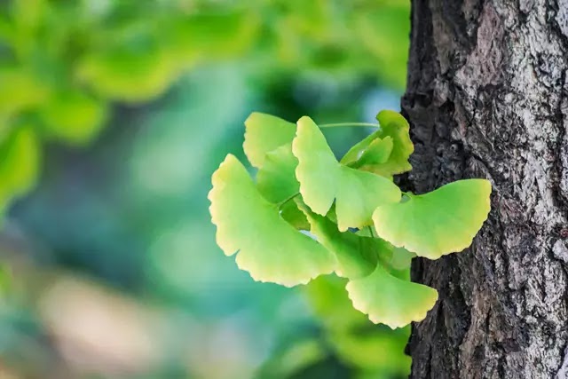 Some research shows that ginkgo biloba leaves can reduce anxiety that can interfere with sleep.