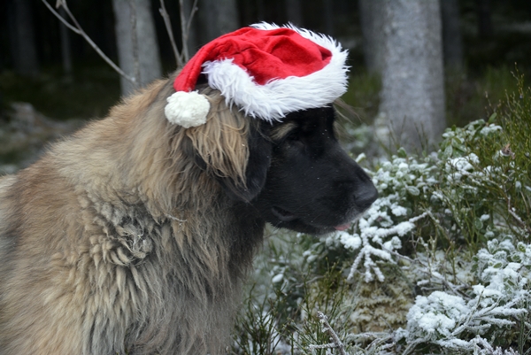 leonberger