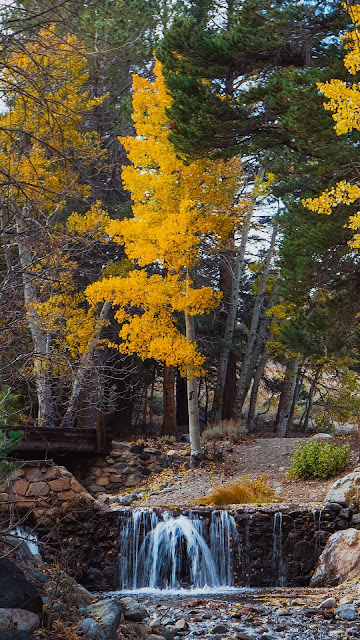 Wallpaper Trees, Forest, Water, Autumn