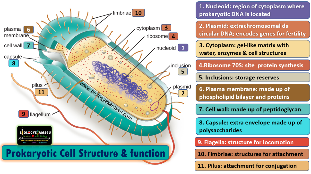 Prokaryotic Cell Structures and their Function