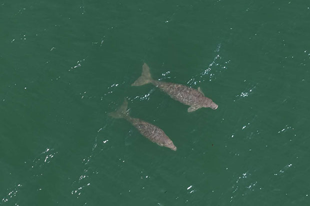 Dugong and Turtles Thrive in Krabi, Ecosystem Still Threatened