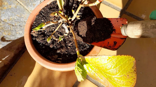 Cuaderno de campo de una Jardinera día nº 3: "Hortensias: abonado y poda".