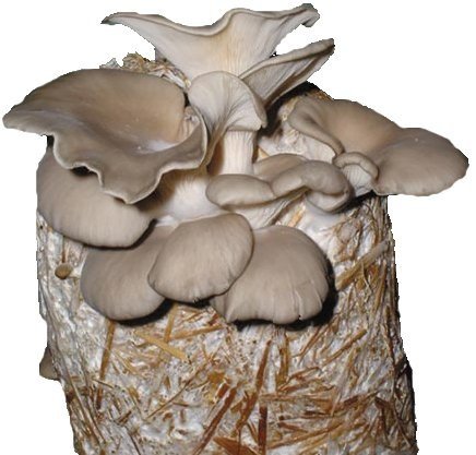 Online mushroom store | Biobritte cart | Pune | Maharashtra