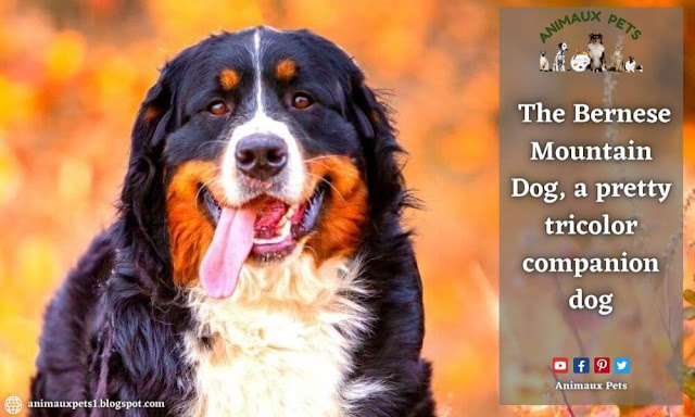 The Bernese Mountain Dog, a pretty tricolor companion dog