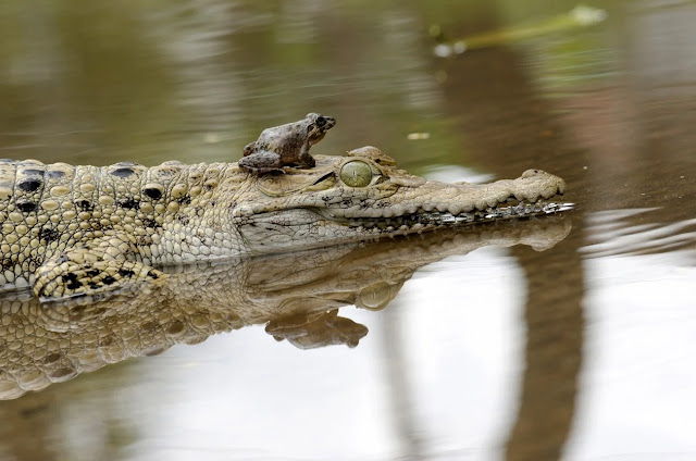 Лягушка верхом на крокодиле
