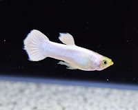 Ikan guppy putih
