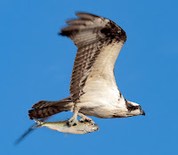 Alewife carried by Osprey