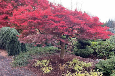 Jual Pohon Bonsai Red Maple