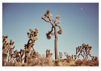 Joshua Tree