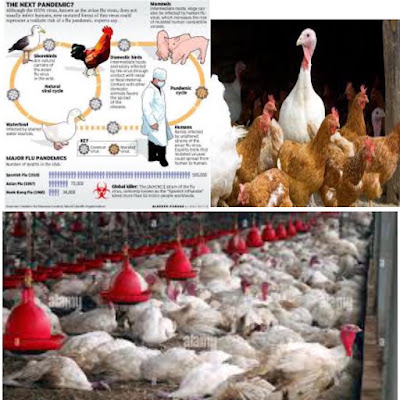 Information on Avian Influenza and Influenza Risk Assessment Tool.. World Health Organization tool.