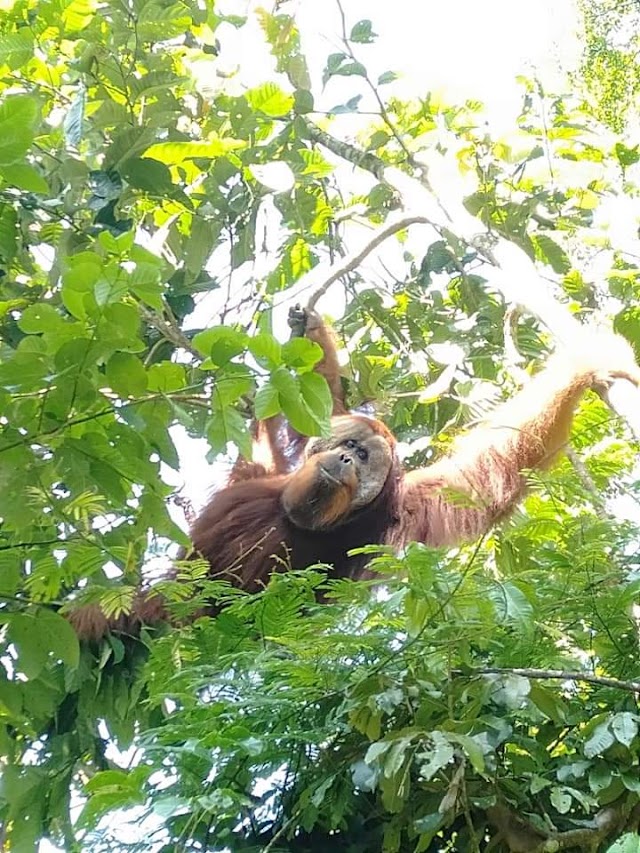 Jungle Trekking Ketambe Sumatra | ketambeadventure