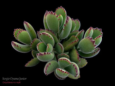 Cotyledon tomentosa