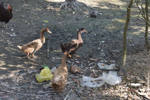 Indian spot-billed ducks