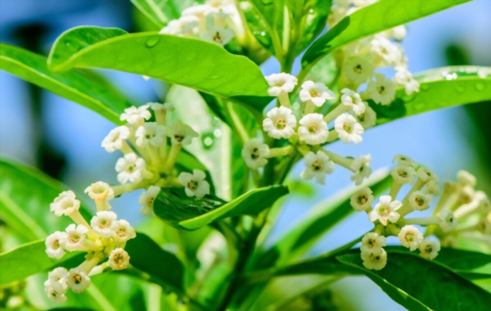 Night Blooming Jessamine