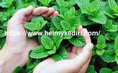 Daun mint