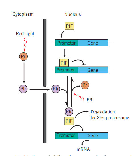 Phytochrome and gene expression