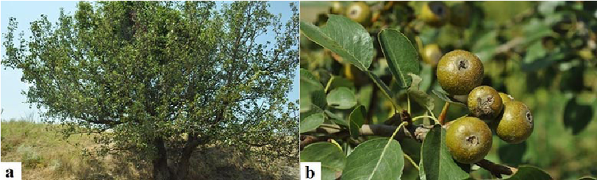 Pyrus cordata subsp. cordata