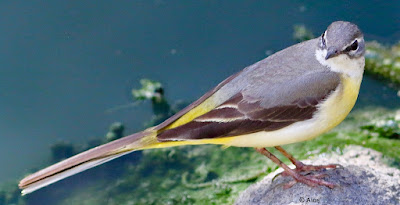 Gray Wagtail