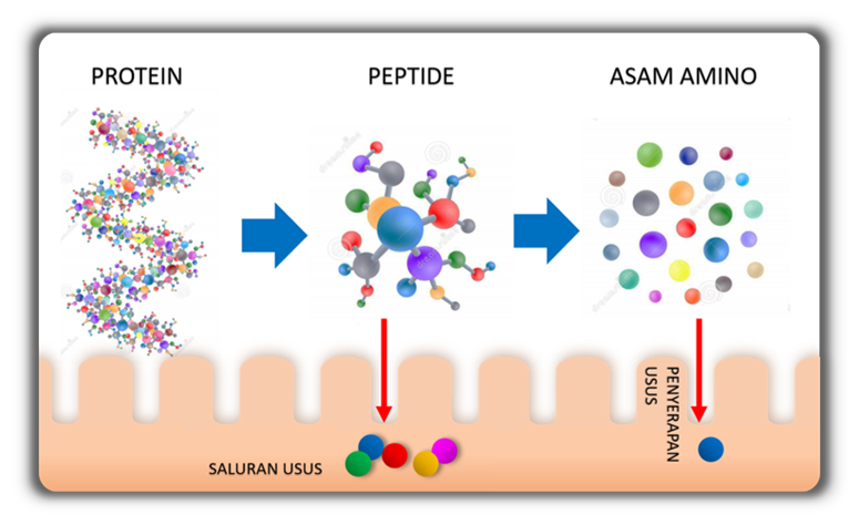 PEPTIDE KEKAI