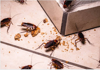 How to get rid of cockroaches