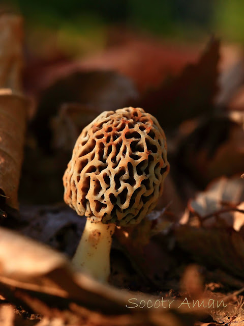 Morchella esculenta