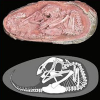Embrio dinosaur berusia 66 juta tahun ditemukan dalam fosil telur