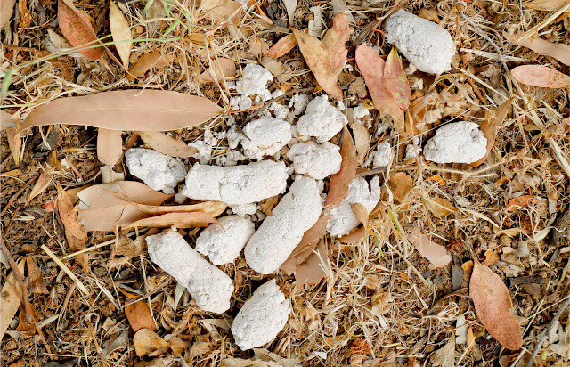 why does dog poop turn white?