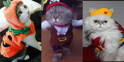 Gatos disfrazados para Halloween