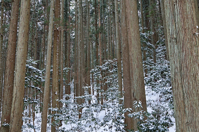 #photo #landscape #sigma #foveon #sdquattroh #japan #yamagata #yuza #写真 #風景写真 #山形帝國 #山形県 #遊佐町