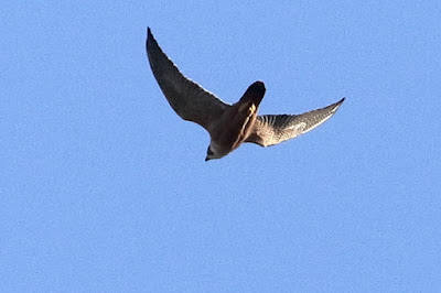 Peregrine Falcon (Shaheen)