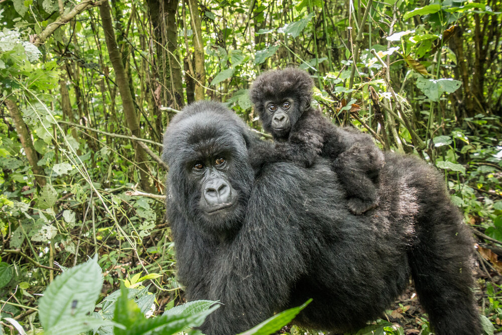 Mountain gorilla