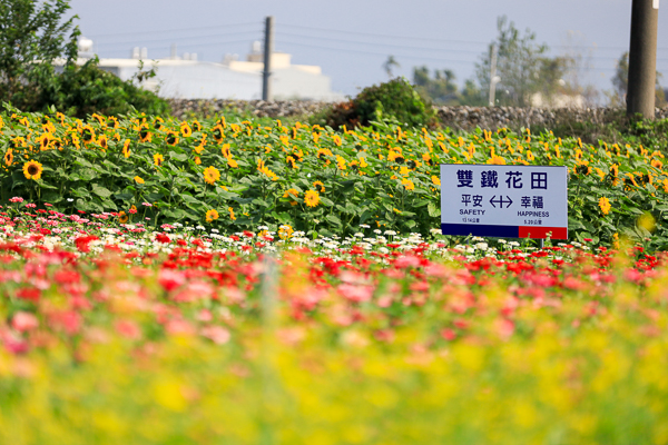 彰化社頭「雙鐵花田」花海搭配火車好好拍，入園送向日葵種籽