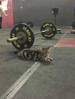 Un gato va todos los días al gimnasio para motivar a los miembros