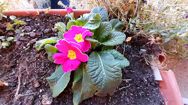 Prímula (Primula acaulis L.).