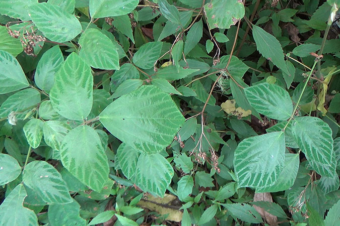 Dlium Bludru tick-trefoil (Hylodesmum repandum)