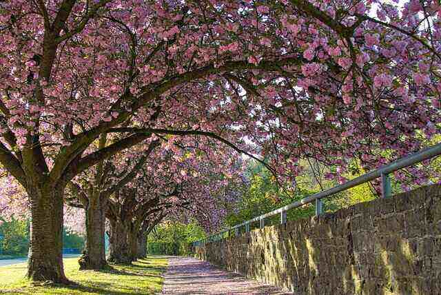 Cherry Blossom tree is one of the most beautiful flowers in the world.