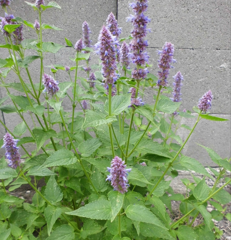 mäta anízová (Agastache foeniculum)