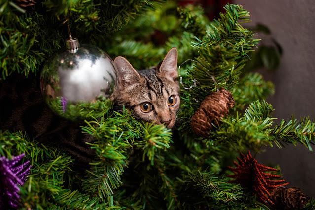 A young cat having fun in the branches of a Christmas tree