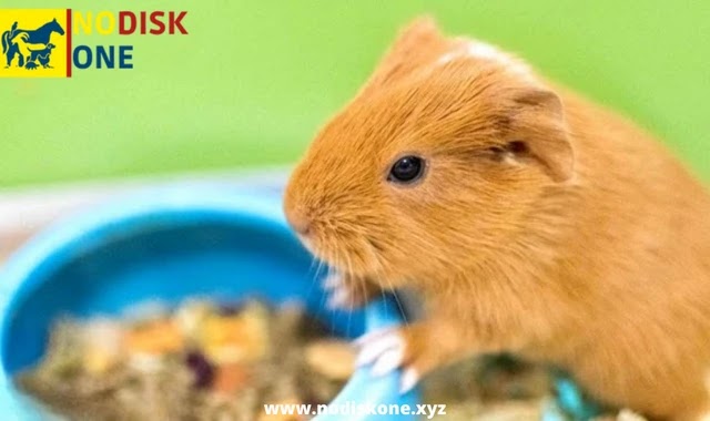 What Should I Feed My Guinea Pigs? - Baby Guinea Pigs