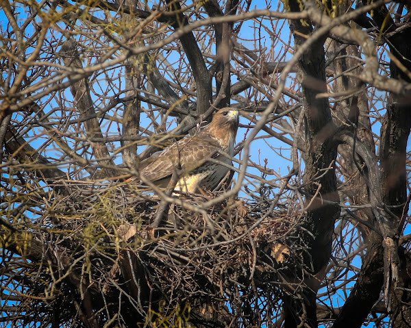 Amelia checks out last year's nest