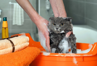 Cómo bañar a un gato