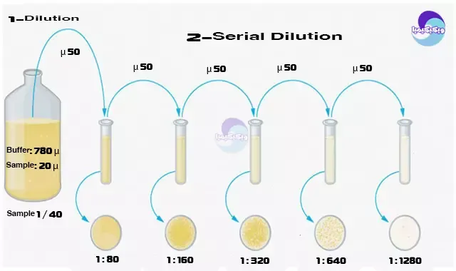 serial dilution