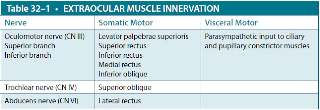 extraocular muscle innervation