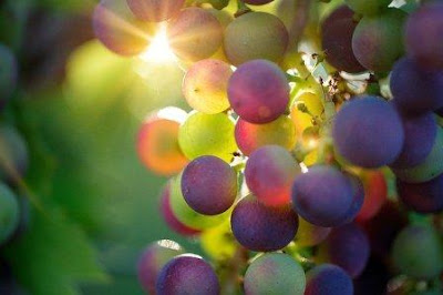 7 Manfaat Kesehatan Buah Anggur yang Belum Kamu ketahui