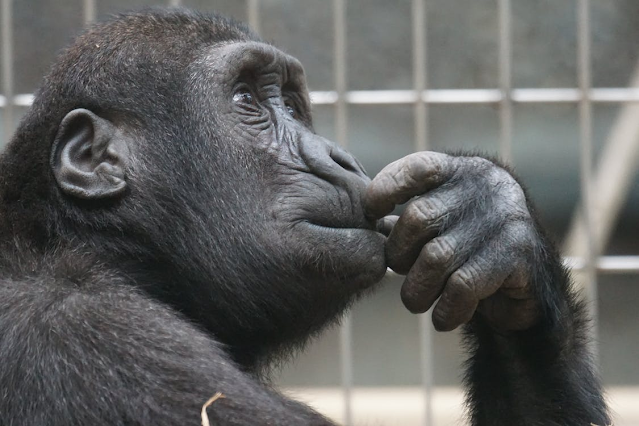 A gorilla thinking about how to develop his active listening skills