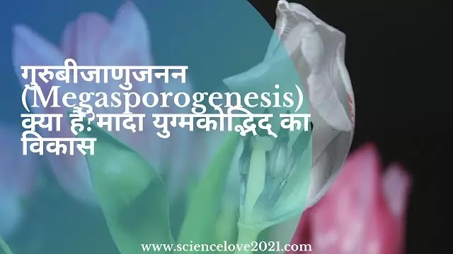 गुरुबीजाणुजनन (Megasporogenesis) क्या है?मादा युग्मकोद्भिद् का विकास|hindi