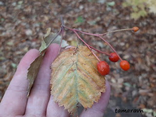 Мелкоплодник ольхолистный / Рябина ольхолистная (Micromeles alnifolia, =Sorbus alnifolia)