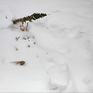 snow covered garden with one stalk of kale